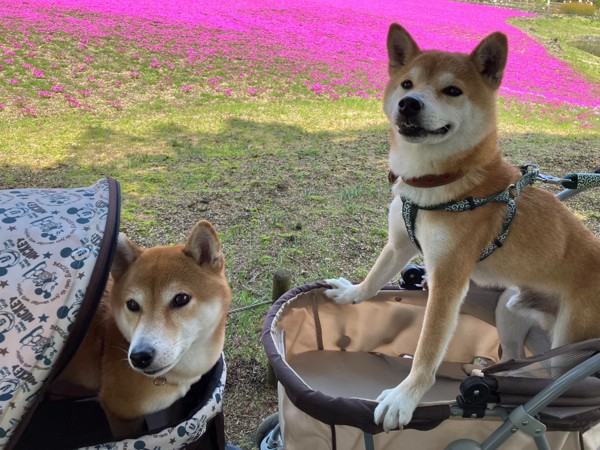 トラ&もも画像