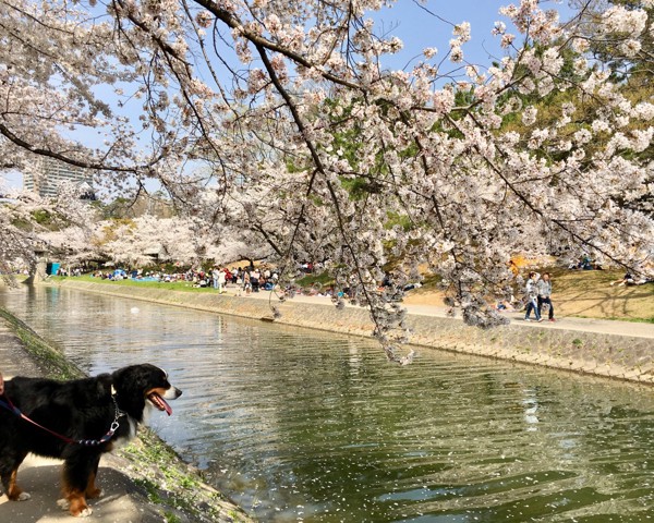 けんと画像