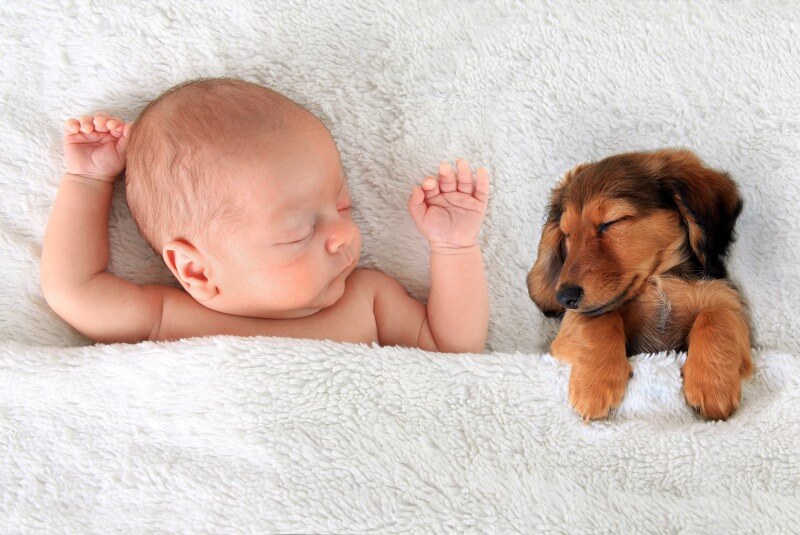 お昼寝中の犬と赤ちゃん