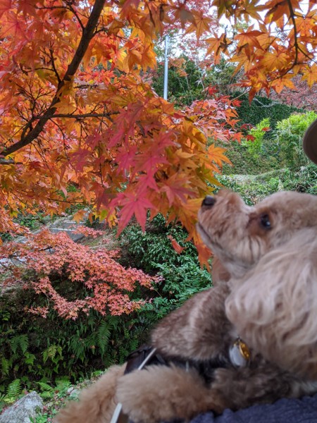 コロン🐶画像