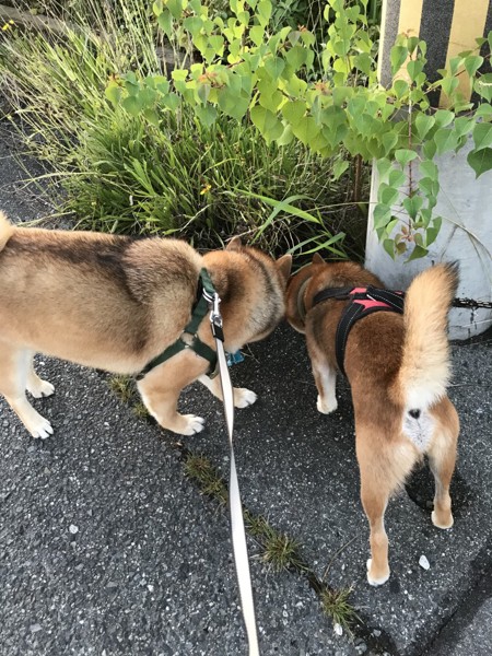 くま画像