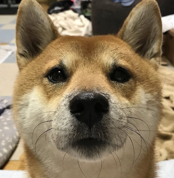 小太郎画像