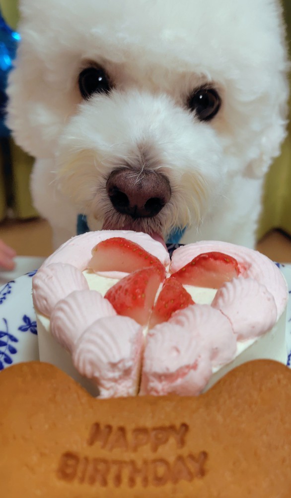 ふうた画像