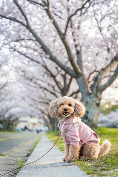 コロン🐶画像