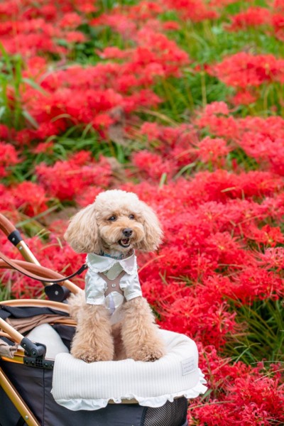 コロン🐕画像