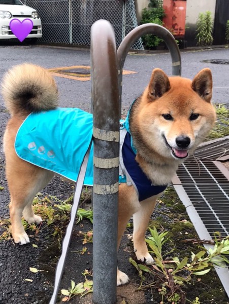 くま画像