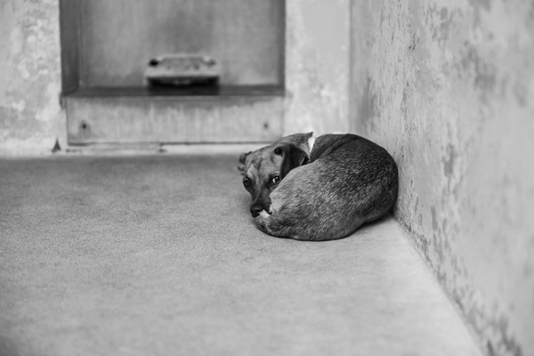 うずくまる子犬