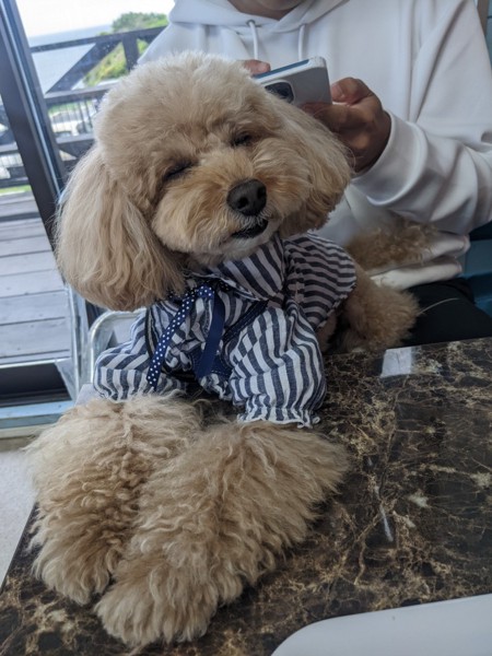 コロン🐕画像