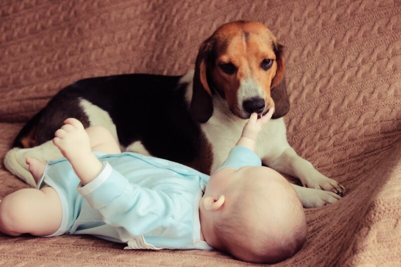 赤ちゃんを見守る犬