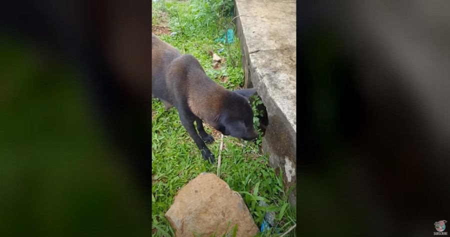 排水溝の穴の前に立つ母犬