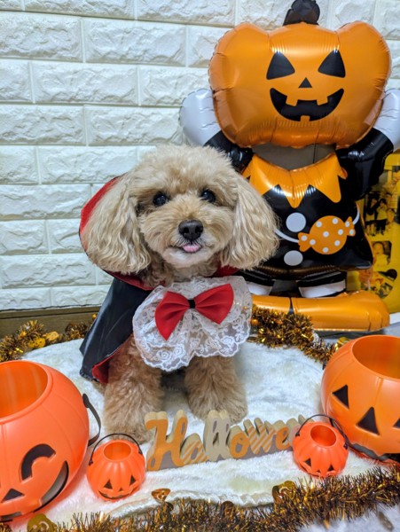 コロン🐕画像
