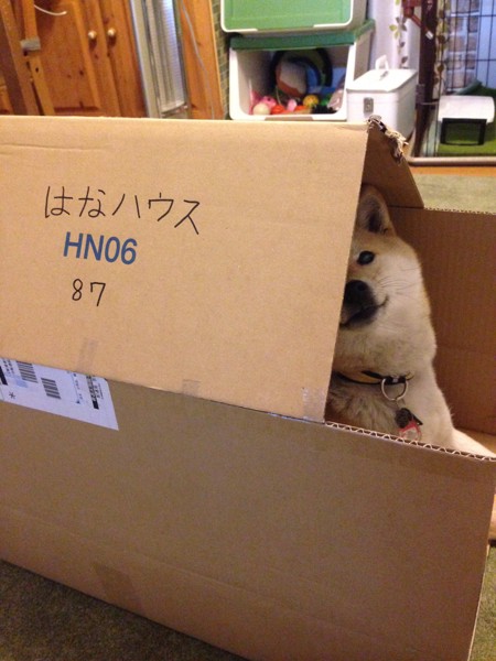はなちゃん画像