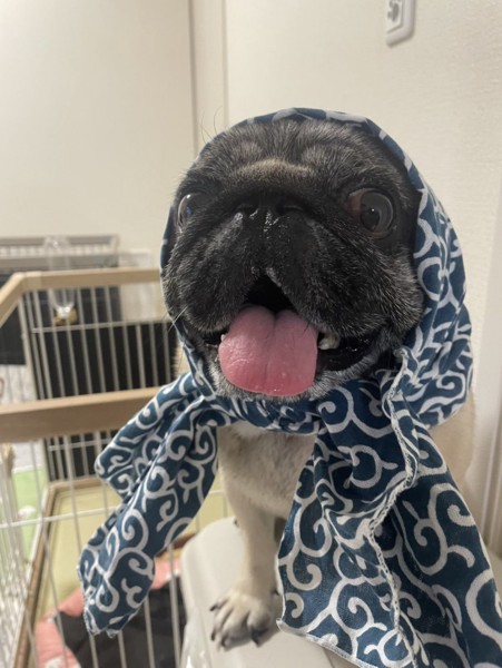 ハル画像