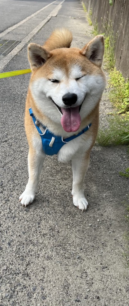 ふく画像