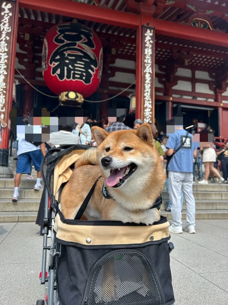 豆助画像