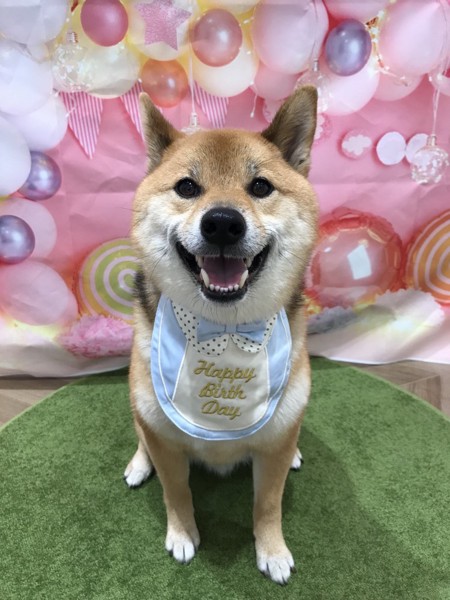 くま画像