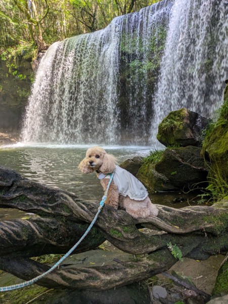 コロン🐕画像