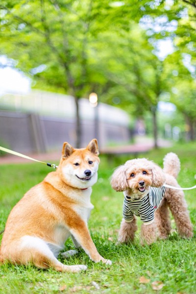 コロン🐶画像