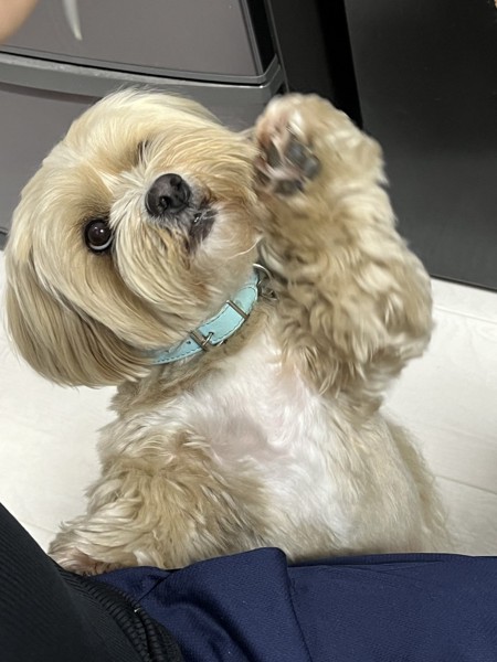 ちゃお画像