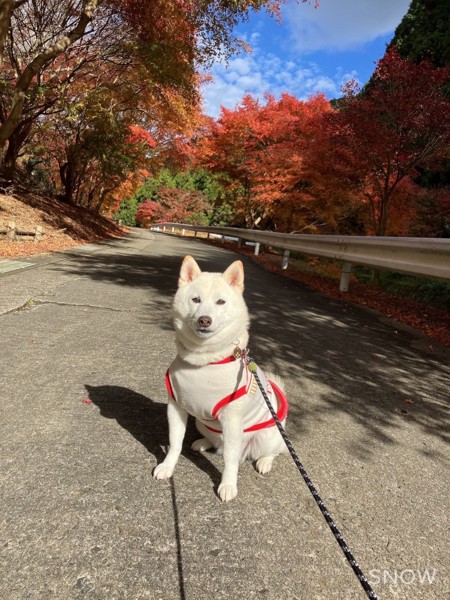 ぷりんちゅん画像