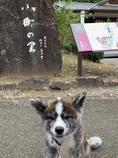 こまち画像