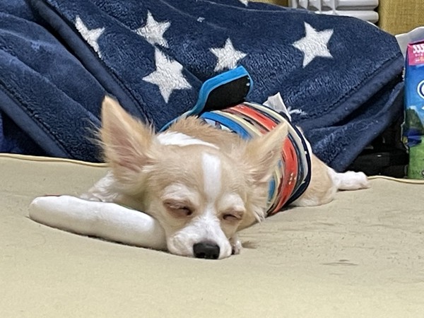 麦くん画像