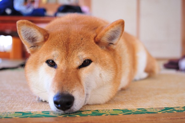 りん画像