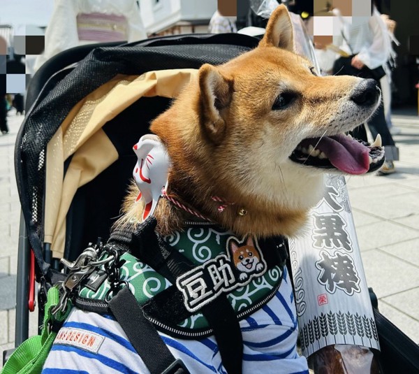 豆助画像