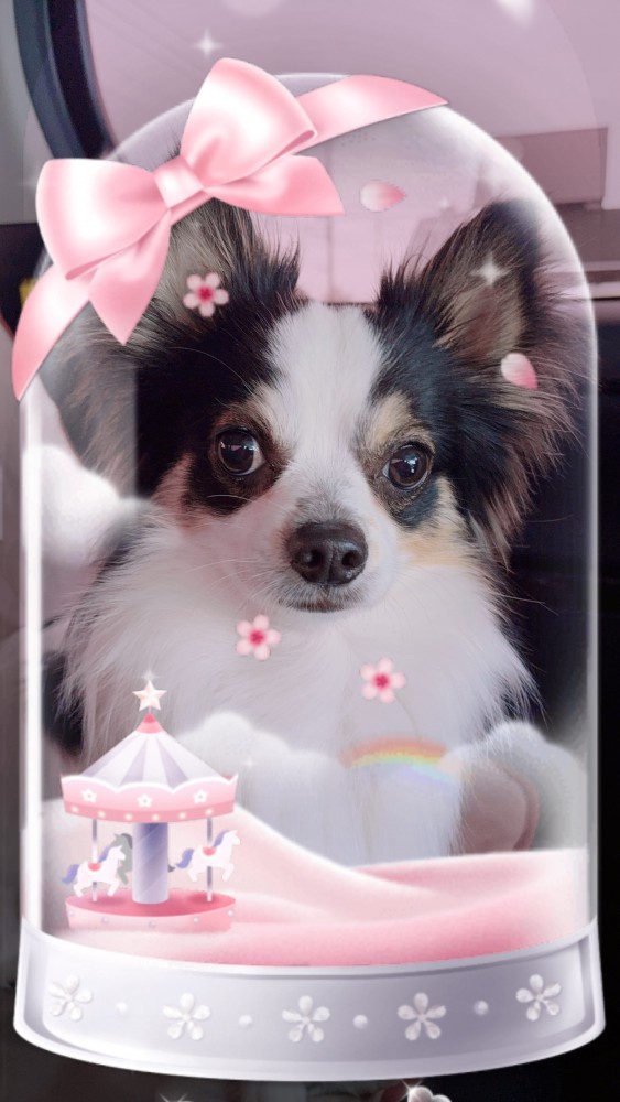 ピノ画像