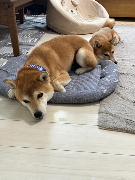 トラ&もも画像