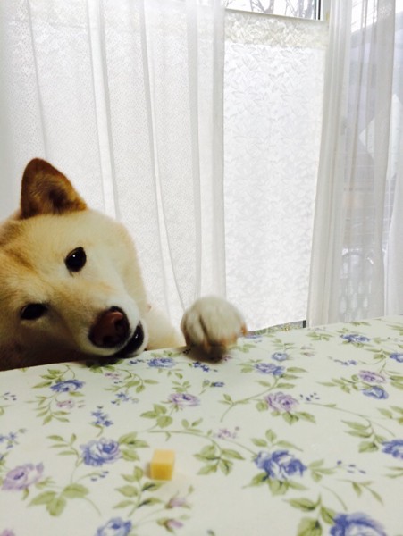 ニコ画像