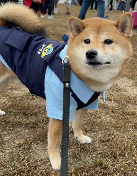 まめ助画像
