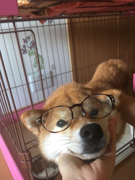 四つ葉🍀画像