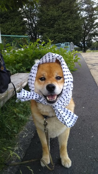 小鉄画像