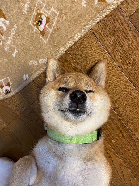 くま画像