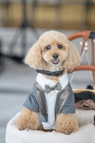 コロン🐕画像