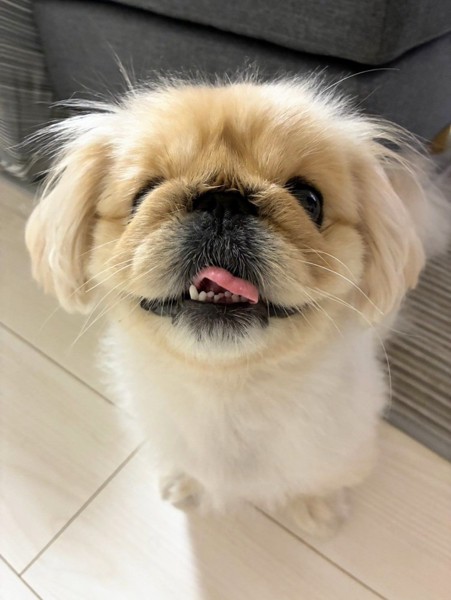 ネネ画像