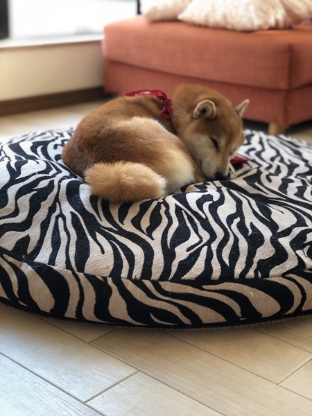 モモ画像