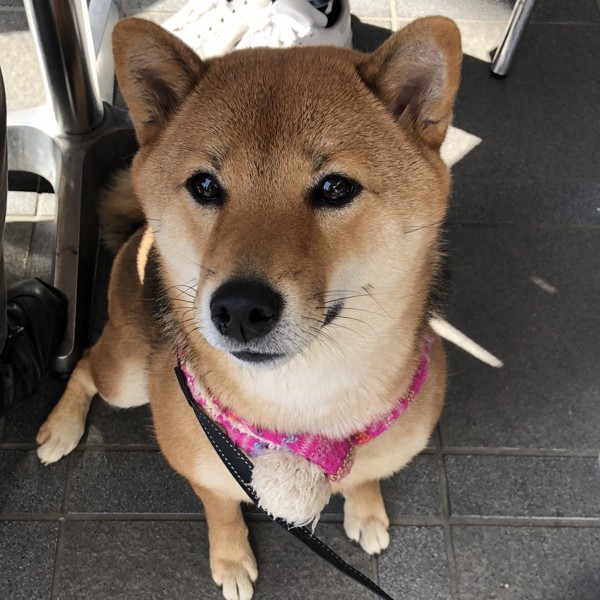 ナナ画像