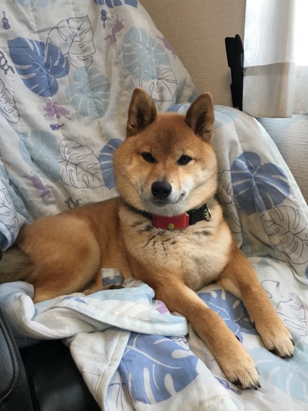 くま画像