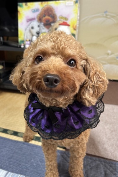 レオ画像