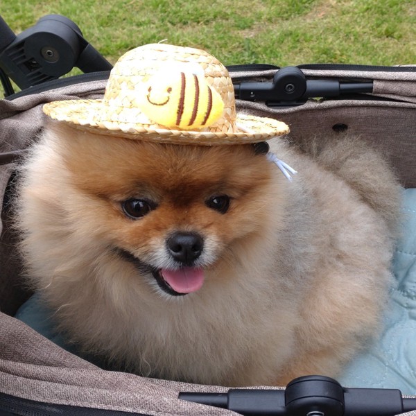 レン君画像