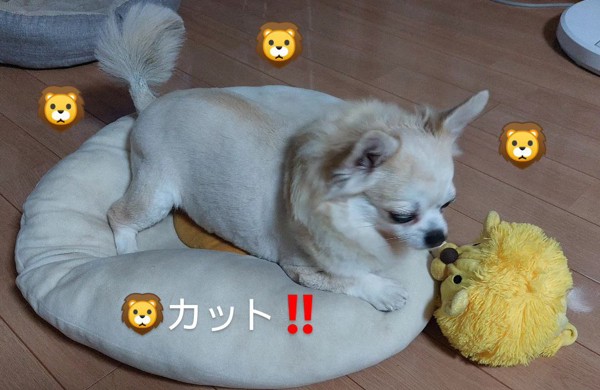 あんず画像