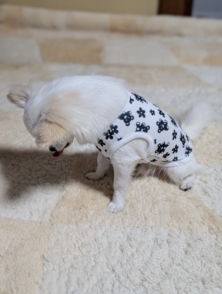 ちーた画像