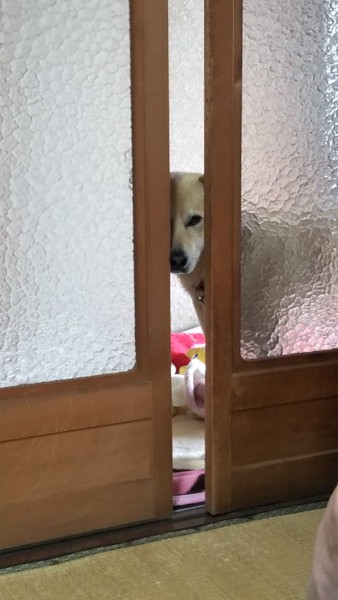 こころ画像