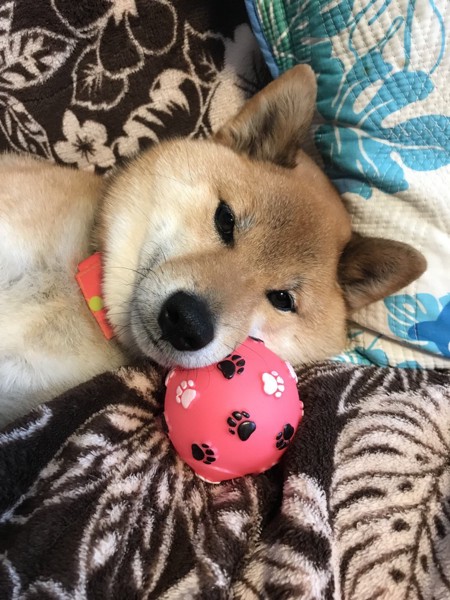 くま画像