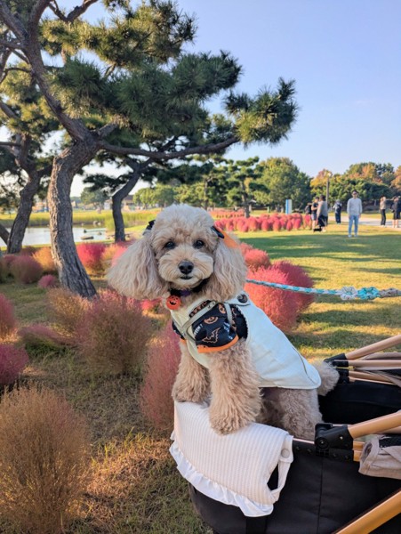 コロン🐕画像