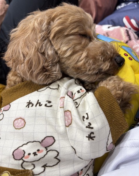 ポポ画像