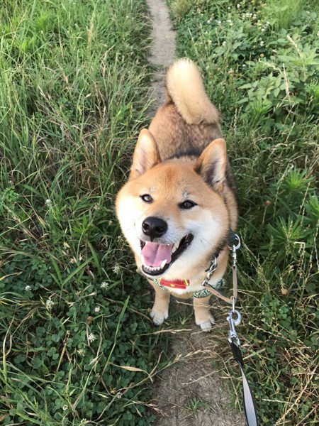 くま画像