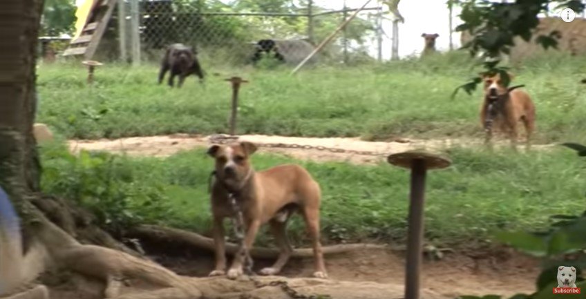 敷地内の犬たち